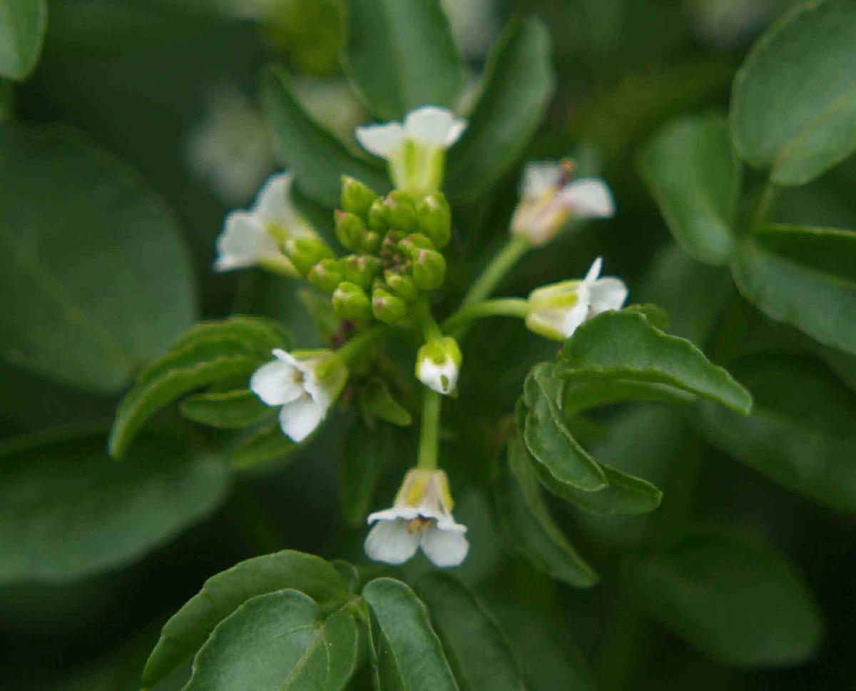 Watercress flower